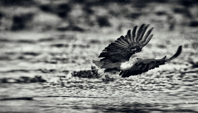 Vintage style black and white image of an African fish eagle, Naivasha Lake National Park, Kenya